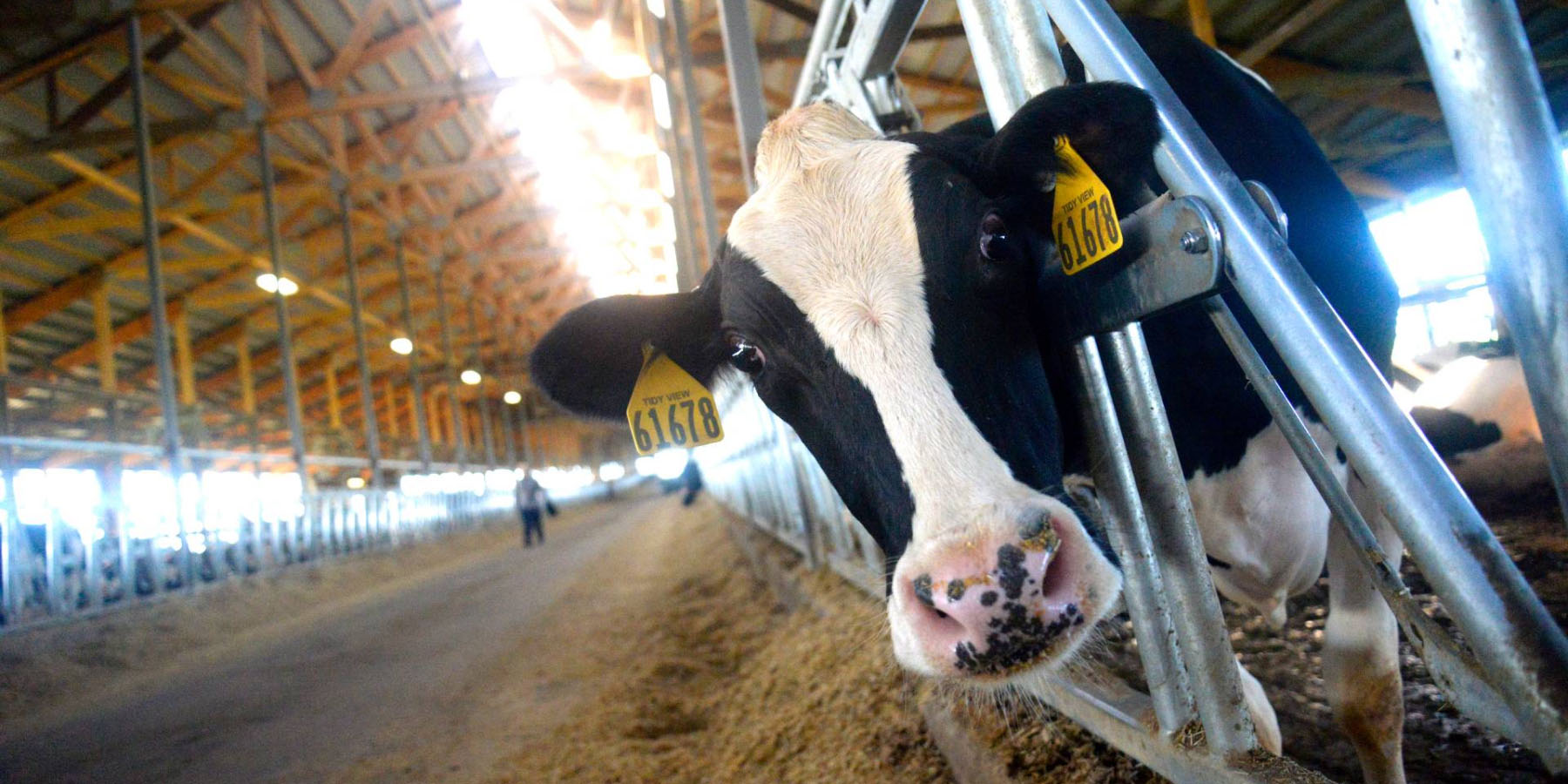 Up close image of a cow